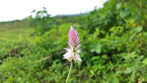 Goa Flowers - Download Goa Photos